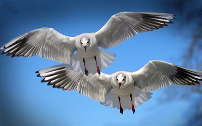 duas gaivotas, 4k, a vida selvagem, gaivotas, pássaros voando, aves marinhas, laridae