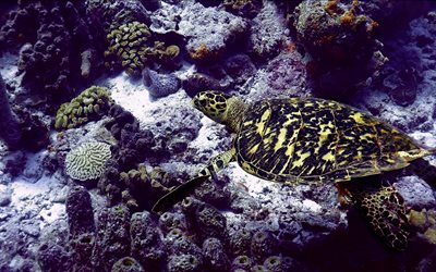 tortuga bajo el agua, corales, mundo submarino, gran barrera de coral, tortuga, animales marinos, tortugas