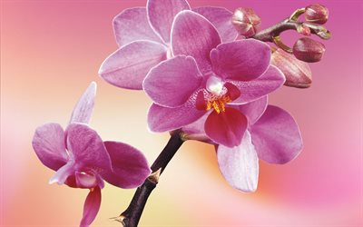 vaaleanpunaiset orkideat, vaaleanpunainen tausta, orkidean oksa, tausta orkideoilla, vaaleanpunaiset kukat, trooppiset kukat