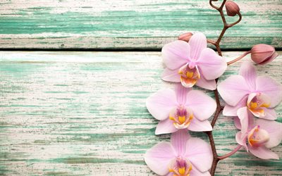 pink orchids, macro, beautiful flowers, wooden backgrounds, orchid branch, pink flowers, orchids, Orchidaceae, background wih orchids
