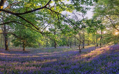 Trossachs नेशनल पार्क, वन, घास का मैदान, फूल, सूर्यास्त, गर्मी, स्कॉटलैंड