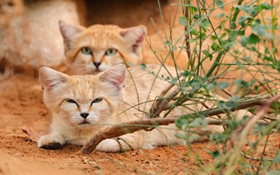Sand cats, 4k, bokeh, sand dune cat, wildlife, Felis margarita, sand cat, wild cats