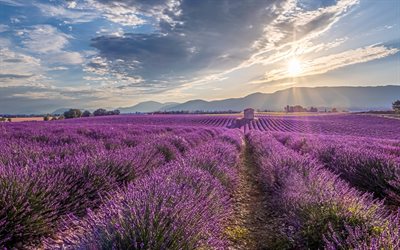 laventelikenttä, ilta, auringonlasku, laventeli, violetit kukat, luonnonkasvit, laventelin viljely, alankomaat