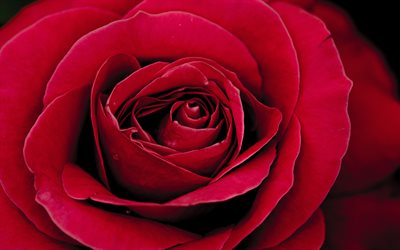 4k, rose pourpre, macro, fleurs violettes, des roses, de belles fleurs, photo avec une rose pourpre, des arrière-plans avec des roses, gros plan, des bourgeons violets