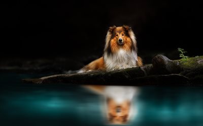 Collie, fluffy dog, beautiful dogs, pets, Rough Collie, Long-Haired Collie, dogs