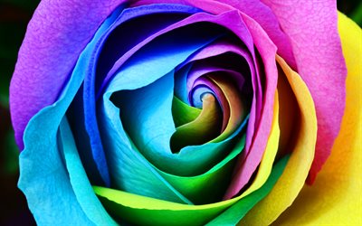 rosa colorata, 4k, macro, fiori colorati, rose, bellissimi fiori, immagine con rosa, sfondi con rose, budlo colorato