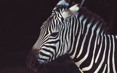 zebra, 4k, närbild