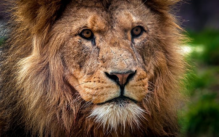 leone, 4k, predatore, re delle bestie, muso