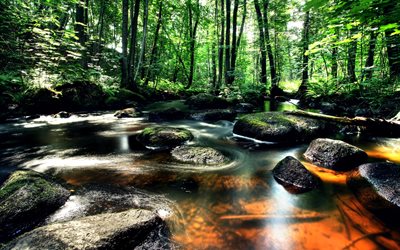 Vastra Gotaland, forest, summer, trees, creek, Sweden