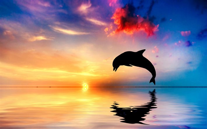 delfiner, solnedgång, hav, hopp, vilda djur