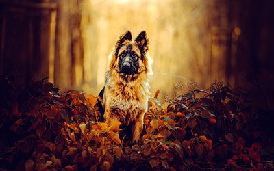 4k, जर्मन शेपर्ड, कुत्ता, पतझड़, पीले पेड़, शरद ऋतु परिदृश्य, alsatian, सुंदर कुत्ते, पालतू जानवर