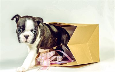 ranskalainen bulldoggi, pieni pentu, söpöjä eläimiä, lemmikkejä, koirat, ranskanbulldogin pentu, pienet koirat, pennut