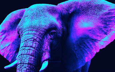 éléphant abstrait, 4k, minimalisme, cyberpunk, regard d'éléphant, animaux abstraits, animaux sauvages, l'éléphant, loxodonte, les éléphants, photo avec éléphant, créatif, éléphant cyberpunk