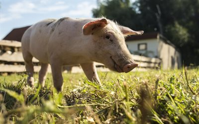 little piggy, pig, farm, village
