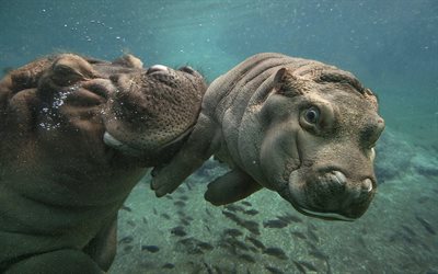 underwater, hippopotamus, baby with mother, hippos
