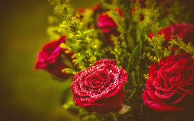 rosen, tropfen, rote rosen bouquet von rosen