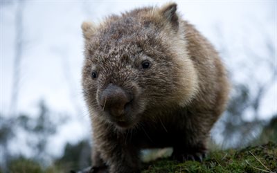 Wombat, forest, small animal, blur