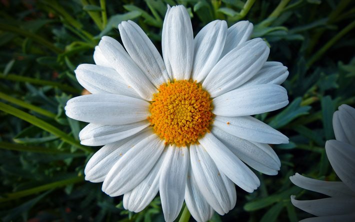 daisy, macro, pétalos, flores blancas