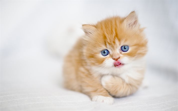 ginger chaton, chats, blue eyes, chatons