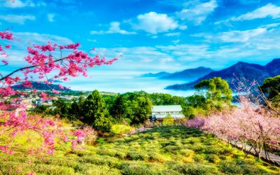 Taiwan, de montagne, de cerise, de printemps, de la Chine, HDR