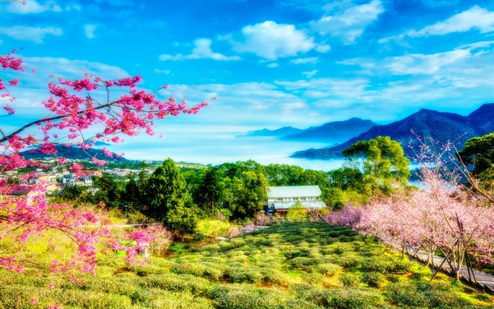 Taiwan, montagna, ciliegio, primavera, Cina, HDR
