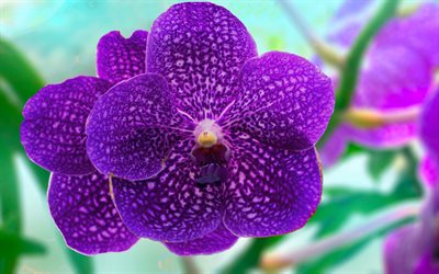orquídeas violetas, macro, hermosas flores, bokeh, flores violetas, orquídeas, orchidaceae, rama de orquídea