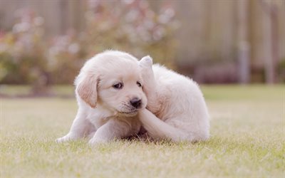 ゴールデンレトリバー, 小さな子犬, かわいい動物, ペット, ラブラドール, 子犬, 小型犬, 犬の写真, 草の上の子犬