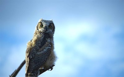 Great horned owl, bokeh, wildlife, owls, Bubo virginianus, owl, picture with owls