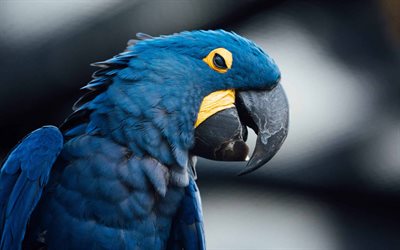 Hyacinth macaw, bokeh, macaws, blue parrot, Anodorhynchus hyacinthinus, pictures with macaw, parrots, macaw, Ara