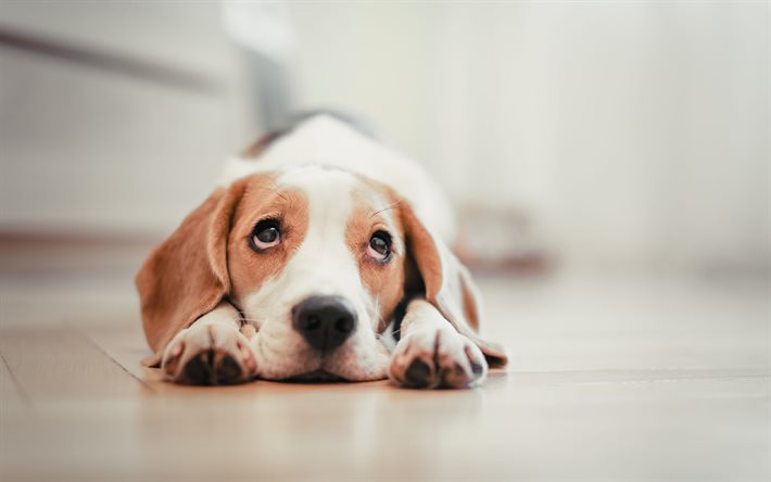 beagle, liten hund, ledsen hund, beaglebilder, valp, söta djur, husdjur, hundar