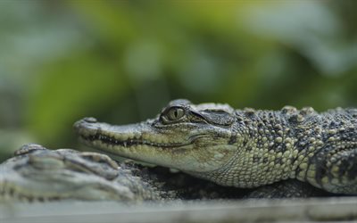 crocodilo, 4k, vida selvagem, predador, répteis, olhos de crocodilo, áfrica, animais selvagens, foto de crocodilo, animais perigosos, fotos de crocodilo
