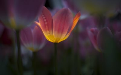 tulipe, close-up, de l'obscurité