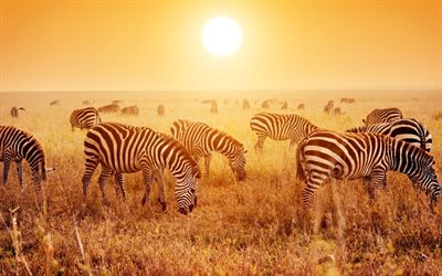 4k, zebras herd, sunset, wildlife, Equus quagga, savanna, bright sun, Africa, zebras, picture with zebras