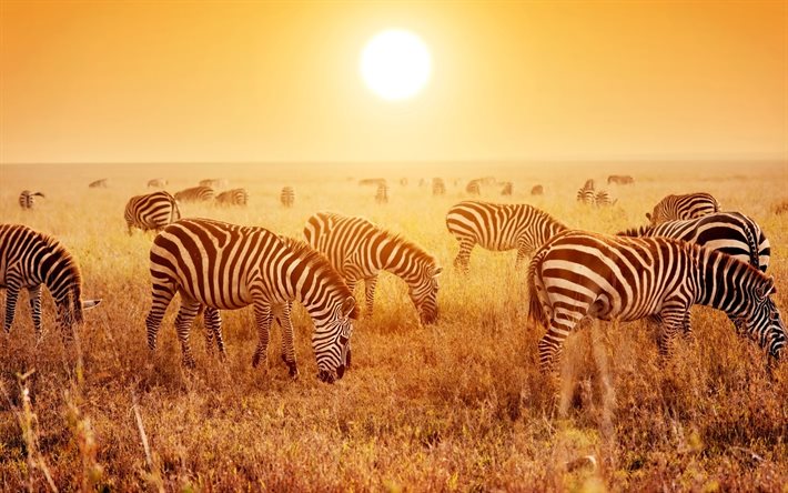4k, zebrorflock, solnedgång, vilda djur, equus quagga, savanna, strålande sol, afrika, zebror, bild med zebror
