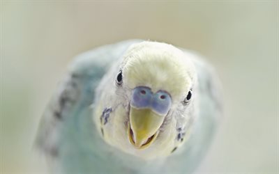 periquito, pájaros exóticos, bokeh, pájaros azules, periquito de concha, loros, melopsittacus undulatus