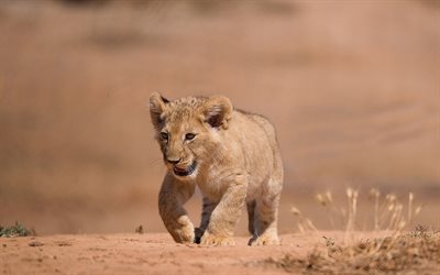 lion cub, king of beasts, wildlife, wild animals, predators, lion, Panthera leo, lion baby, picture with lion
