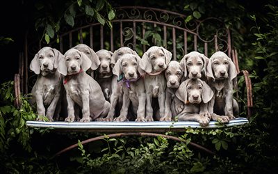Weimaraner, puppies, hunting dogs, pets, cute animals, weimaraner family, weimaraner puppies, Canis lupus familiaris, dogs