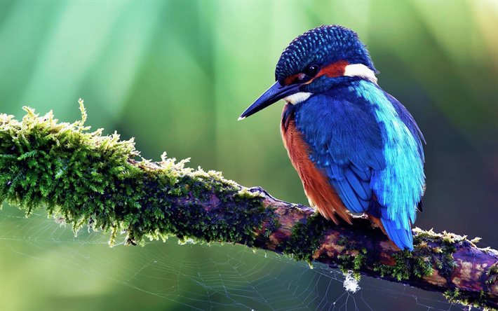 kingfisher, sade, villieläimet, eksoottiset linnut, bokeh, alcedinidae, lintu oksalla, siniset linnut, kuvia lintuilla