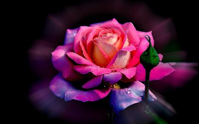 pink rose, blur, dew, roses