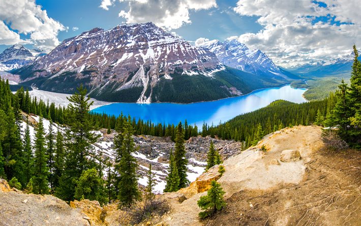 Peyto Lake, bosque, montañas, Parque Nacional de Banff, verano, Alberta, Canadá