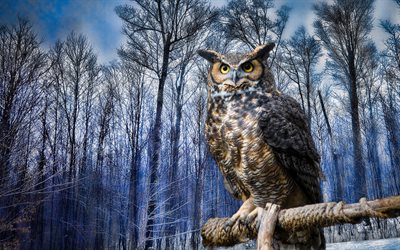 Great horned owl, forest, owl, winter, birds