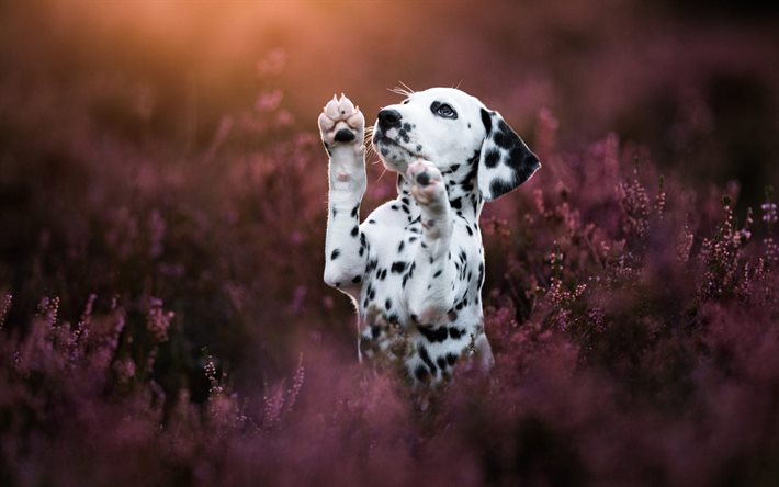 dalmatier, fläckhund, vagnshund, söta djur, hundar, valp, hund i ett blommfält, prottad tränare hund, plommonpuddinghund