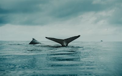baleine à bosse, océan, queue de baleine, faune, baleines, mégaptère novaeangliae, mégaptère