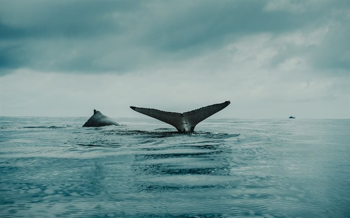 baleia jubarte, oceano, cauda de baleia, animais selvagens, baleias, megaptera novaeangliae, megaptera