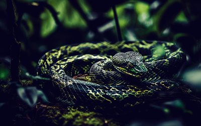 4k, 뱀, 파충류, 야생 동물, 위험한 뱀, 녹색 뱀, 위험한 동물, 숲에서 뱀