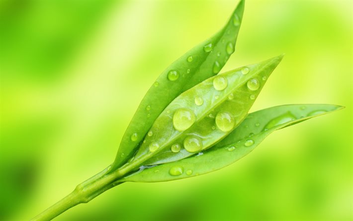 green leaf, dew, close-up, morning, drops