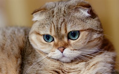 Scottish Fold kedi, namlu, kediler