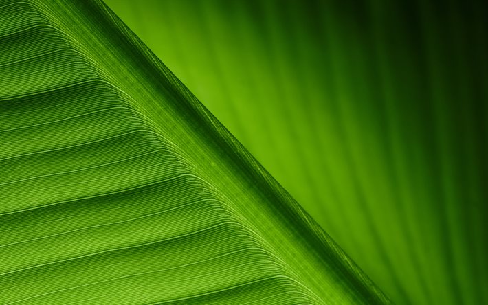 green leaf, close-up, lines, plant
