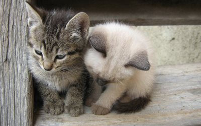 les chatons, petit chat, chats, animaux mignons