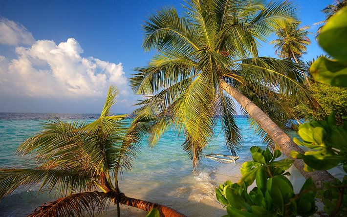 maldivas, oceano índico, praia, palmeiras, verão